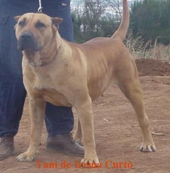 YANI DE IREMA CURTO