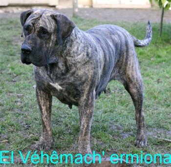 EL VEHEMACH ERMIONA
