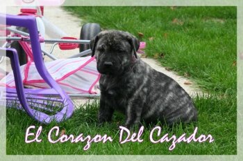 ESTELLA EL CORAZON DEL CAZADOR