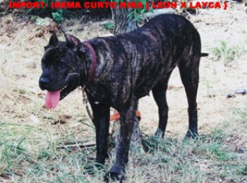 HIRA DE IREMA CURTO
