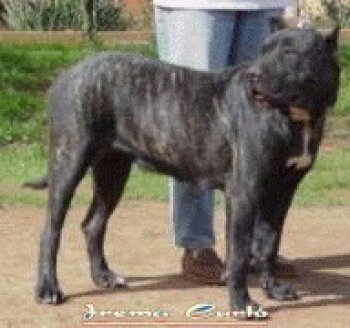 WSA DE IREMA CURTO
