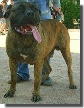VASCO II DE LA CRIQUE DU FLOJULE