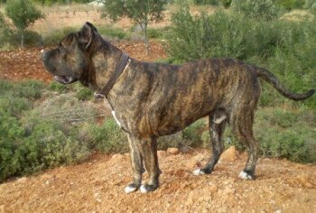 ATTILA PROTECTION SPIRIT