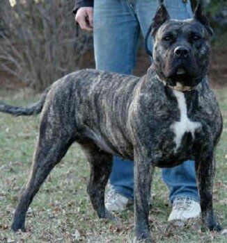 YAZMIN DE MIDGARD KENNEL