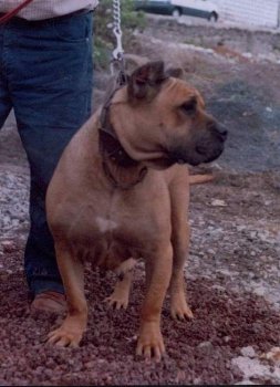TABONA (DE CASA PANCHO)