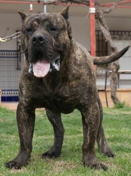 ATOS DE BARNACAN BULL