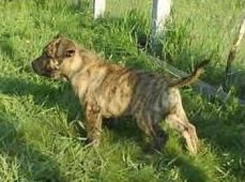 CANNIBAL EL PANNON PERRO DE PRESA