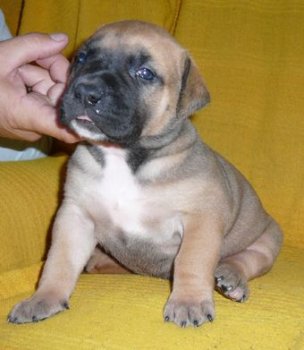 CODA VALACHIADOG