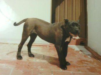 UGA