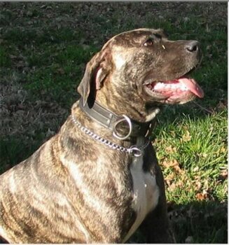 OAKLEAF'S RED STAR TICA