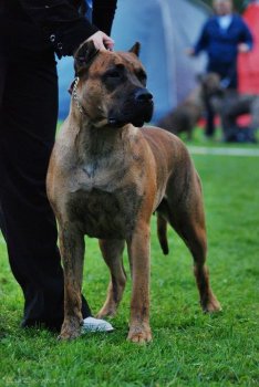 RIVA BALUARTE DE LOS PERROS
