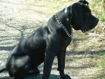 BOBO J7