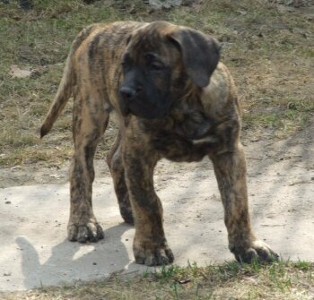 OCTANE BALUARTE DE LOS PERROS