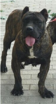 PITUSA