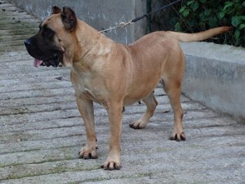MIA DE SAMCOR