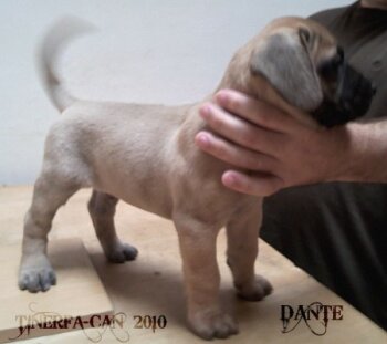 DANTE DE TINERFA-CAN