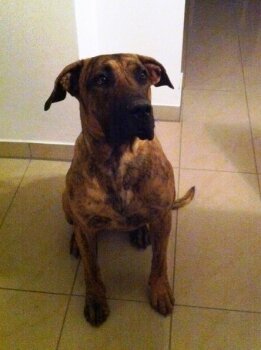 CHICCO DE LA CASA AMISTOSA
