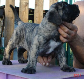 EL DIABLO DE LUCIA RONON