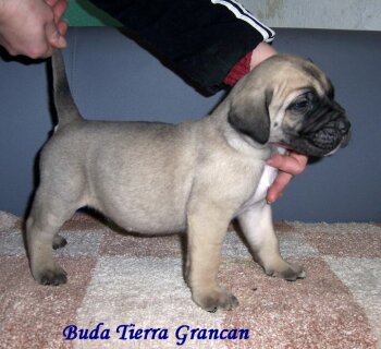 BUDA DE TIERRA GRANCAN