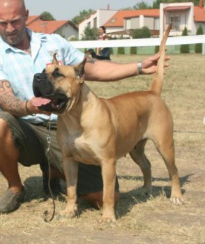 TRANSILVANIA BULLSARA DEL PEMBA