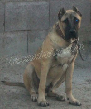 OSO DE TAUCO