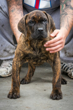 KIMBO SLICE NOBLE SANGRE