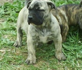 DONNA EL PANNON PERRO DE PRESA