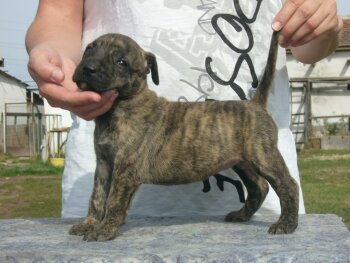 FANNY EL PANNON PERRO DE PRESA