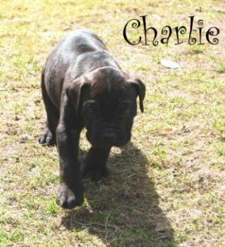 RUSTICDREAMS CHARLIE