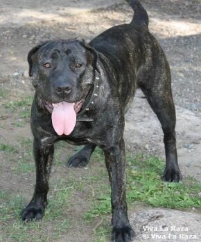 DISA DE CHIRPY KENNEL