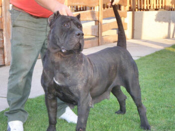BOSS BULL CANARIO ADA