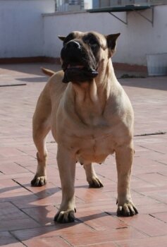 QUILLA DE BARNACAN BULL