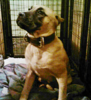 FOSTER'S TIKA