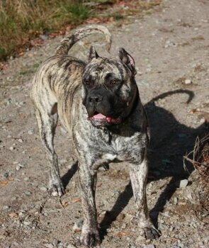 RED STAR KATUR (BRUNO)