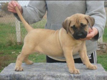 JARA EL PANNON PERRO DE PRESA