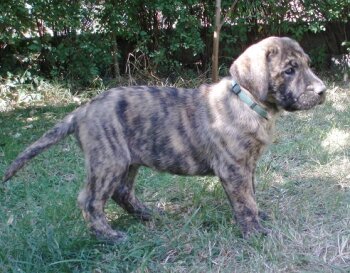 BELONG ALFA FAMILY DOG