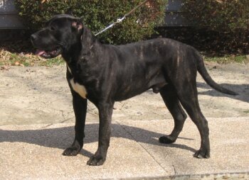 BALTAZAR OF TALL OAKS
