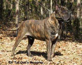 MEMPHIS OF TALL OAKS