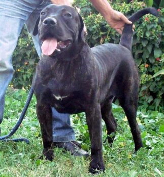 LOS DEVIL DI DRAGO CANARIO