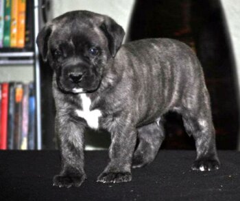 MALE-1 DE MACHO GRANDE