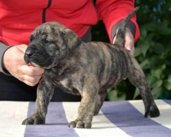 FIGARO BULLSARA DEL PEMBA