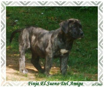FINJA EL SUENO DEL AMIGO (INDIA)