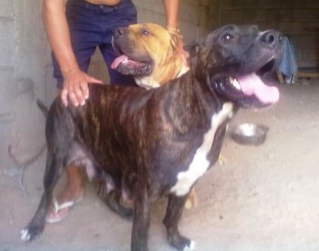 DARA DE PERRO DE LA TIERRA