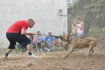 ALGARROBO DE PERRO DE LA TIERRA