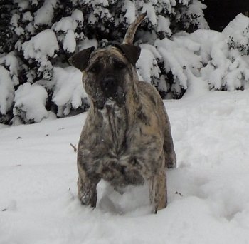THORNEY ROGUE'S ASHEN-E (ICE)