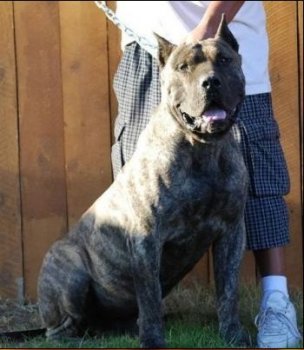 BIG BRUTUS OF HIGH VELOCITY K9 / BRUTUS HVK9 (POHAFLS BRUTUS)