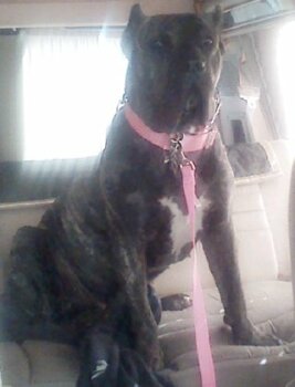 NALA DE WARSNEY