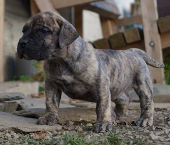 I-FEMALE 3 TABAK DAK