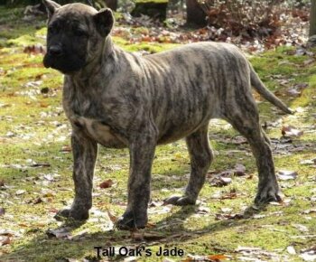 JADE OF TALL OAKS
