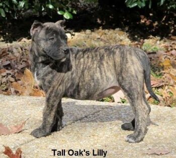 LILLY OF TALL OAKS